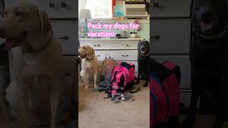 Pack my dogs for vacationmusic midnight song cover newmusic dog puppy labradormusic funny [upl. by Weitman]