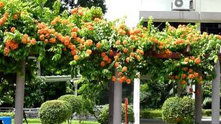 Singapore Flowers  BAUHINIA KOCKIANA [upl. by Joscelin185]