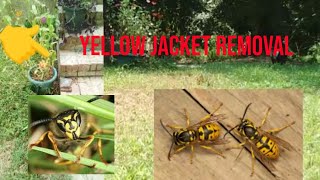 DIY Yellow Jacket Removal [upl. by Rhyner648]