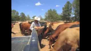 Cattle Rustling on the Rise in Texas [upl. by Nork162]