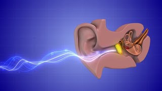 Histology Neuroscience 1 Module  The Ear [upl. by Leban]