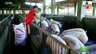 CJ Feed  Pig Raising part 2 [upl. by Isador]