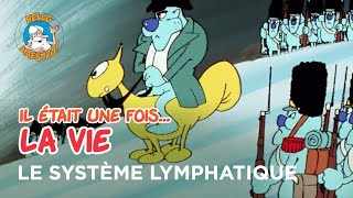 Il était une fois… la Vie 🌱 Le système lymphatique 🦵 [upl. by Kcirdes]