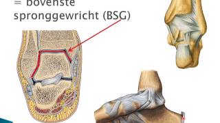 TRK 32 Voet en enkelgewricht [upl. by Anoet]