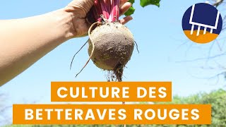 Comment cultiver et récolter des betteraves rouges [upl. by Merras]