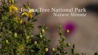 Nature Minute Episode Two Hedgehog Cactus [upl. by Inihor]