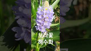 수생식물 해수화 Pontederia cordata  노지월동불가 garden flower [upl. by Assyli]