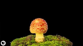 Plants Use An Internet Made of Fungus [upl. by Deyes138]