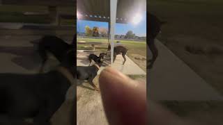 1 Female Doberman vs 3 Male Dobermans dobermans dobermangang dogfight [upl. by Correy358]