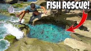 RESCUING Trapped COLORFUL FISH In A TIDE POOL [upl. by Barbabas]