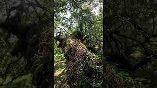 Inside a Live Oak treeclimbing [upl. by Merete]