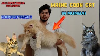 Maine Coon Cat In India  Duniya Ki Sabse Badi Billi 😱  Main Coon For Sale  Zubair Sayyed Vlogs [upl. by Nnylyma681]