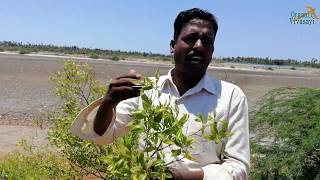 மாயாஜாலம் செய்யும் மூலிகை  virali leaves benefits  இயற்கை வாழ்வியல் ஆலோசகர் [upl. by Assel]