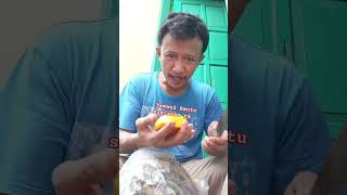 Kupas mangga sengir [upl. by Ahsatal]