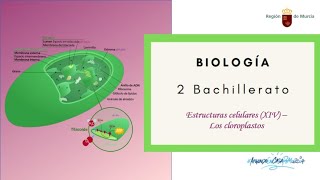 ESTRUCTURAS CELULARES XIV LOS CLOROPLASTOS [upl. by Evelunn]