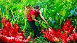 Harvesting edible canna rhizome amp Goes To Market Sell  Gardening And Cooking  Lý Tiểu Vân [upl. by Fassold]