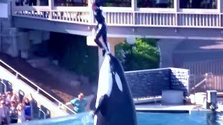 KILLER WHALE THROWS TRAINER IN AIR AT SEA WORLD SAN DIEGO CALIFORNIA 2009 [upl. by Houser]