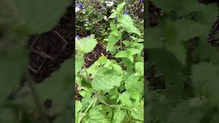 Catnip plants [upl. by Gusta]