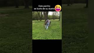 Este perrito se burla de su dueño lol shortsvideos reelschallenge raulexx perritos [upl. by Dove]