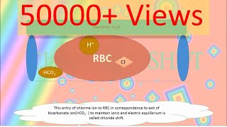 Chloride Shift Hamburger phenomenonAnimation RESPIRATORY SYSTEMsimple and clear [upl. by Ramoh816]