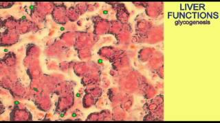 AP2 3 HEPATIC PORTAL VEIN [upl. by Alia]