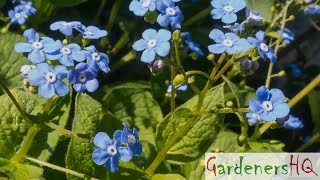 Brunnera macrophylla Siberian bugloss Growing Guide [upl. by Kussell670]