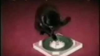 Gatos Divertidos Los mejores bloopers [upl. by Yeca]