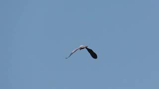 Virtual Walk Down to the Heron Rookery Durham NC [upl. by Dippold151]