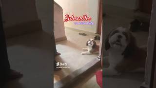 Shih Tzu Barking 🐶🦁  Shih Tzu Barking Sound Effect  shortsshihtzuvideo youtubeshorts [upl. by Nylrebmik]