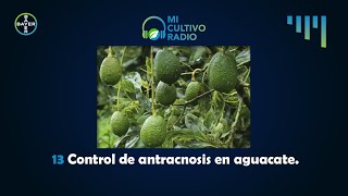 EPISODIO 13 Control de antracnosis en aguacate [upl. by Zelten]