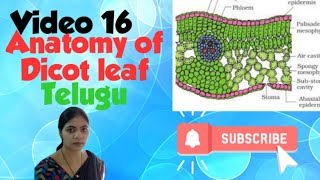 Anatomy of Dicot leaf l Class 11 NCERT NEET Biology chapter 6 l [upl. by Anai]