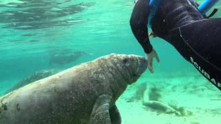 Very Cute Baby Manatee  Crystal River Florida [upl. by Aivatnuhs]