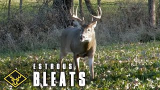 Doe Estrous Bleats FOOL 10pt Buck [upl. by Petie]