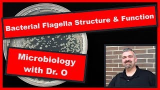 Bacterial Flagella Structure and Function Microbiology [upl. by Francesca364]