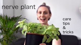 NERVE PLANT Care Tips  Fittonia Houseplant Care [upl. by Novrej]