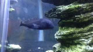 Baby Freshwater Dolphin Fish  Mormyrus longirostris [upl. by Rois544]