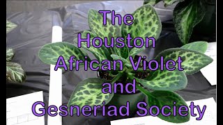 Houston African Violet and Gesneriad Society Presents Mel Grices talk on Primulina [upl. by Ariahs]