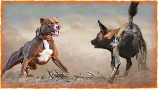 The Pitbull VS African Wild Dogs [upl. by Jarus485]