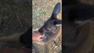 🦘 Kangaroo💍PROPOSAL💝Video 📷 shorts funny kangaroo [upl. by Vaios]