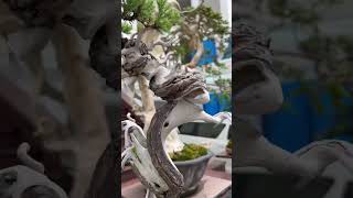 BONSAI CEMARA SINENSIS bonsaicemara bonsaicemarasinensis cemara [upl. by Forelli]