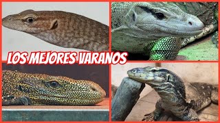 LA COLECCIÓN MÁS GRANDE DE VARANOS EN LATINOAMÉRICA 🦖🦖🦖 [upl. by Lattie]