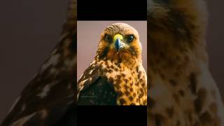 why black kite eagles set fire to the field shortsvideo youtubeshorts [upl. by Reh]