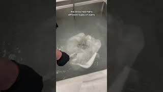 Can you remove mold from clothes stainremoval drycleaning shorts [upl. by Boudreaux697]