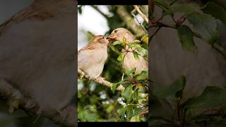 Sparrow momma feeding her baby birds [upl. by Kennet]