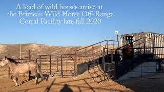 Wild Horses Arrive at Bruneau OffRange Wild Horse Corrals [upl. by Hedvah]