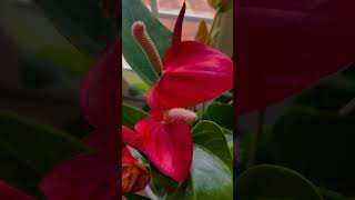 Lovely “ANTHURIUM “ music garden nature shorts flowers [upl. by Odrude]