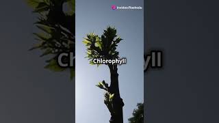 Photosynthesis 101 The Basics Explained [upl. by Ahrens768]