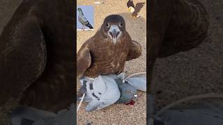 Kabotar 🕊️ baaz🦅 pakad liya status pigeon india shorts subscribe love attitude [upl. by Pillihp]