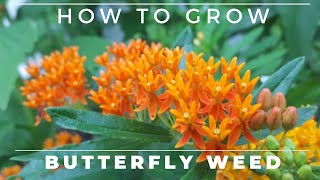 Complete Guide to Butterfly Weed  Grow and Care Asclepias tuberosa [upl. by Nahtanha]