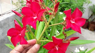 Oleander ओलिऐन्डर ke baare me jaankari Permanent Hardy Flower Plant Grow Care Fertilizer In Pot [upl. by Ardnait802]